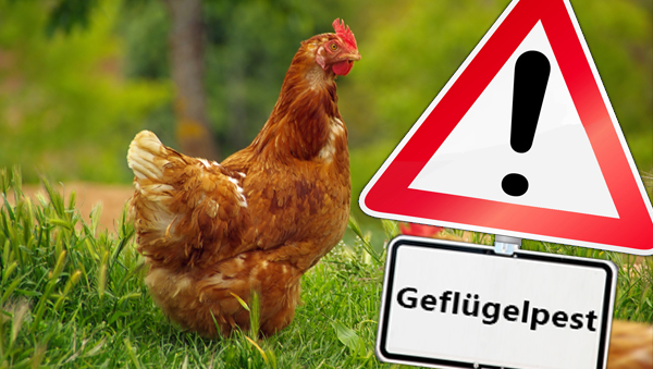 Geflügelpest